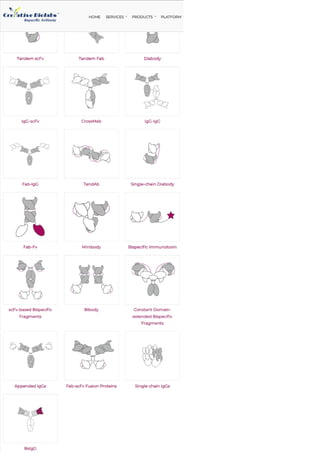 Formats of Bispecific Antibody.pdf