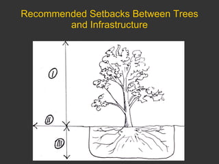 Recommended Setbacks Between Trees and Infrastructure 