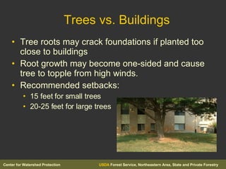 Trees vs. Buildings Tree roots may crack foundations if planted too close to buildings Root growth may become one-sided and cause tree to topple from high winds. Recommended setbacks: 15 feet for small trees 20-25 feet for large trees 