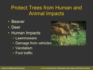 Protect Trees from Human and Animal Impacts Beaver Deer Human Impacts Lawnmowers Damage from vehicles Vandalism Foot traffic 
