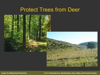 Protect Trees from Deer 