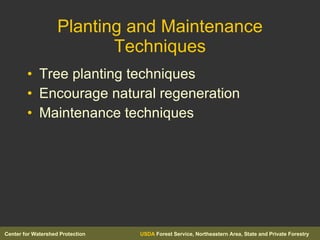 Planting and Maintenance Techniques Tree planting techniques Encourage natural regeneration Maintenance techniques 