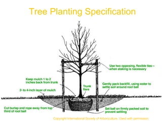 Tree Planting Specification Copyright International Society of Arboriculture. Used with permission. 