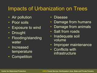 Impacts of Urbanization on Trees Air pollution Poor soils Exposure to wind Drought Flooding/standing water Increased temperature Competition Disease Damage from humans Damage from animals Salt from roads Inadequate soil volume Improper maintenance Conflicts with infrastructure 