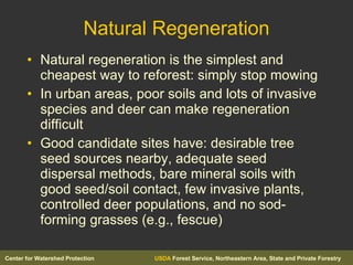 Natural Regeneration Natural regeneration is the simplest and cheapest way to reforest: simply stop mowing In urban areas, poor soils and lots of invasive species and deer can make regeneration difficult Good candidate sites have: desirable tree seed sources nearby, adequate seed dispersal methods, bare mineral soils with good seed/soil contact, few invasive plants, controlled deer populations, and no sod-forming grasses (e.g., fescue) 