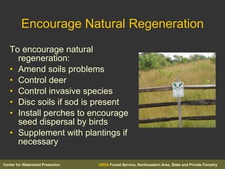 Encourage Natural Regeneration To encourage natural regeneration: Amend soils problems Control deer Control invasive species Disc soils if sod is present Install perches to encourage seed dispersal by birds Supplement with plantings if necessary 