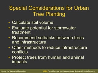 Special Considerations for Urban Tree Planting Calculate soil volume Evaluate potential for stormwater treatment Recommend setbacks between trees and infrastructure Other methods to reduce infrastructure conflicts Protect trees from human and animal impacts 