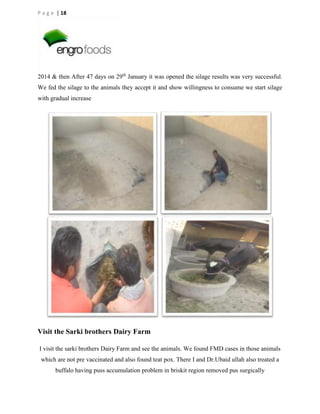 P a g e | 18

2014 & then After 47 days on 29th January it was opened the silage results was very successful.
We fed the silage to the animals they accept it and show willingness to consume we start silage
with gradual increase

Visit the Sarki brothers Dairy Farm
I visit the sarki brothers Dairy Farm and see the animals. We found FMD cases in those animals
which are not pre vaccinated and also found teat pox. There I and Dr.Ubaid ullah also treated a
buffalo having puss accumulation problem in briskit region removed pus surgically

 