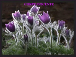 CORPO DOCENTE
 
