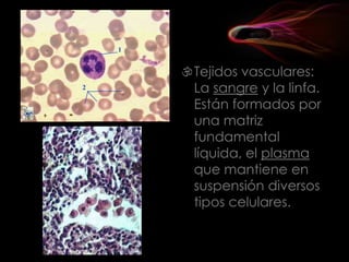 Tejidos vasculares:
La sangre y la linfa.
Están formados por
una matriz
fundamental
líquida, el plasma
que mantiene en
suspensión diversos
tipos celulares.

 