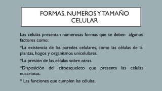 FORMAS NUMEROS Y TAMAÑO DE LAS CELULAS. | PDF