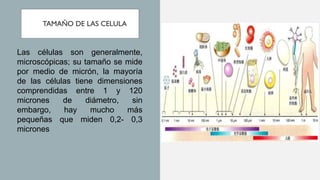 FORMAS NUMEROS Y TAMAÑO DE LAS CELULAS. | PDF
