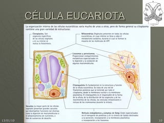 CÉLULA EUCARIOTA