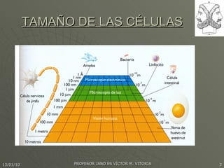 TAMAÑO DE LAS CÉLULAS