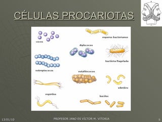 CÉLULAS PROCARIOTAS