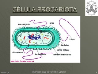 CÉLULA PROCARIOTA