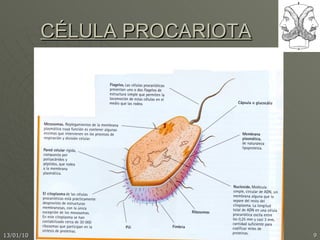 CÉLULA PROCARIOTA