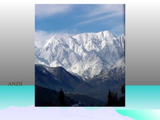 ANZII
 