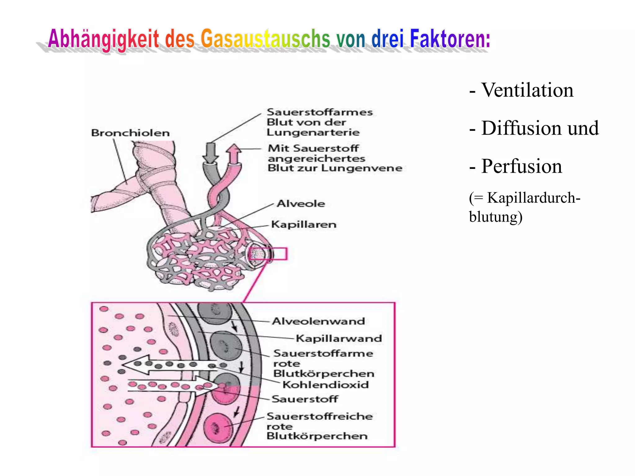 Alveolitis Sicca Nach 7 Tagen Formen der Alveolitis, Allgemeine Funktionsdiagnostik mit (BGA