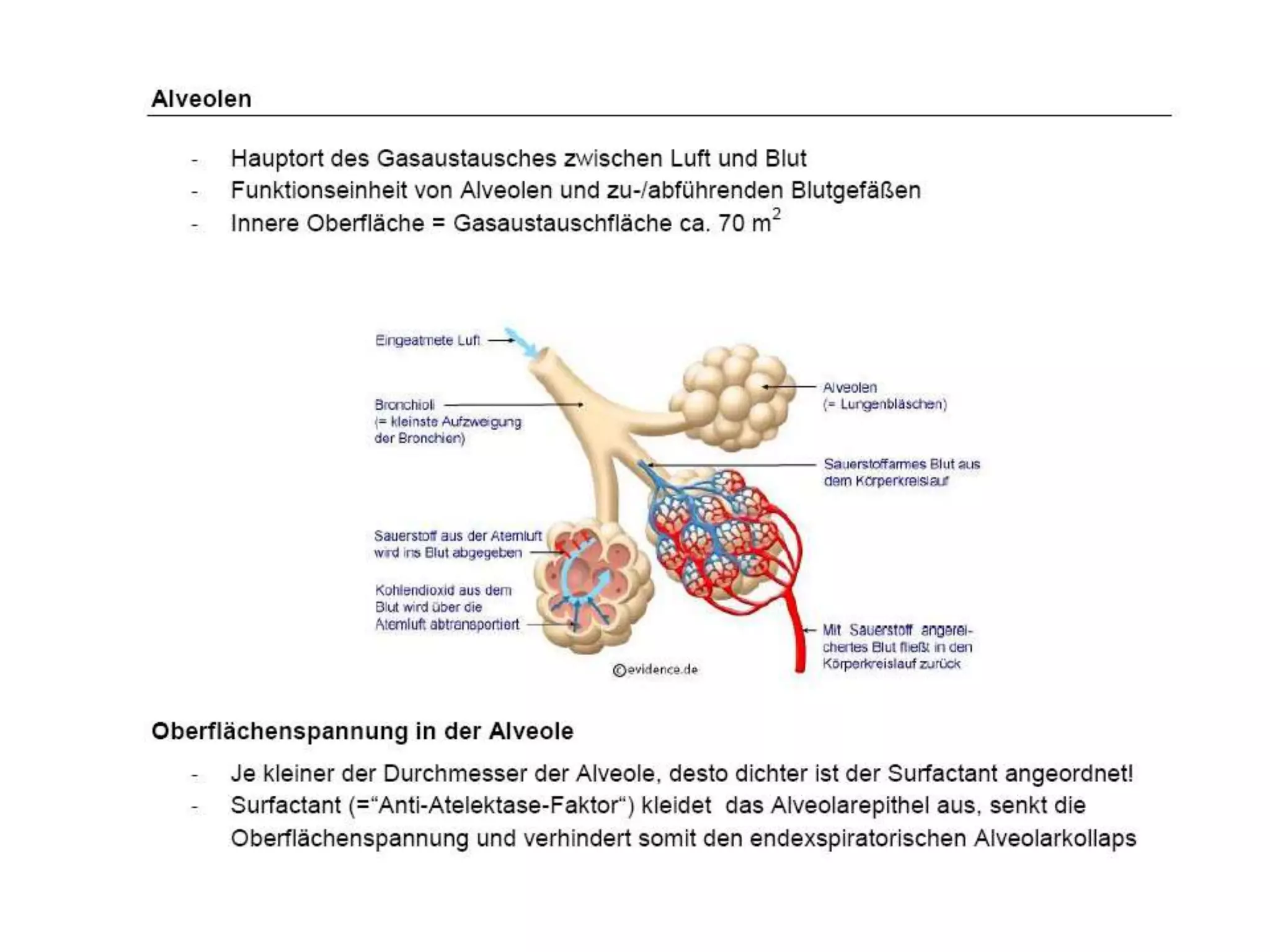 Alveolitis Sicca Nach 7 Tagen Formen der Alveolitis, Allgemeine Funktionsdiagnostik mit (BGA