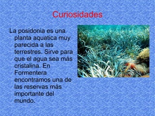 Curiosidades La posidonia es una planta aquatica muy parecida a las terrestres. Sirve para que el agua sea más cristalina. En Formentera encontramos una de las reservas más importante del mundo. 