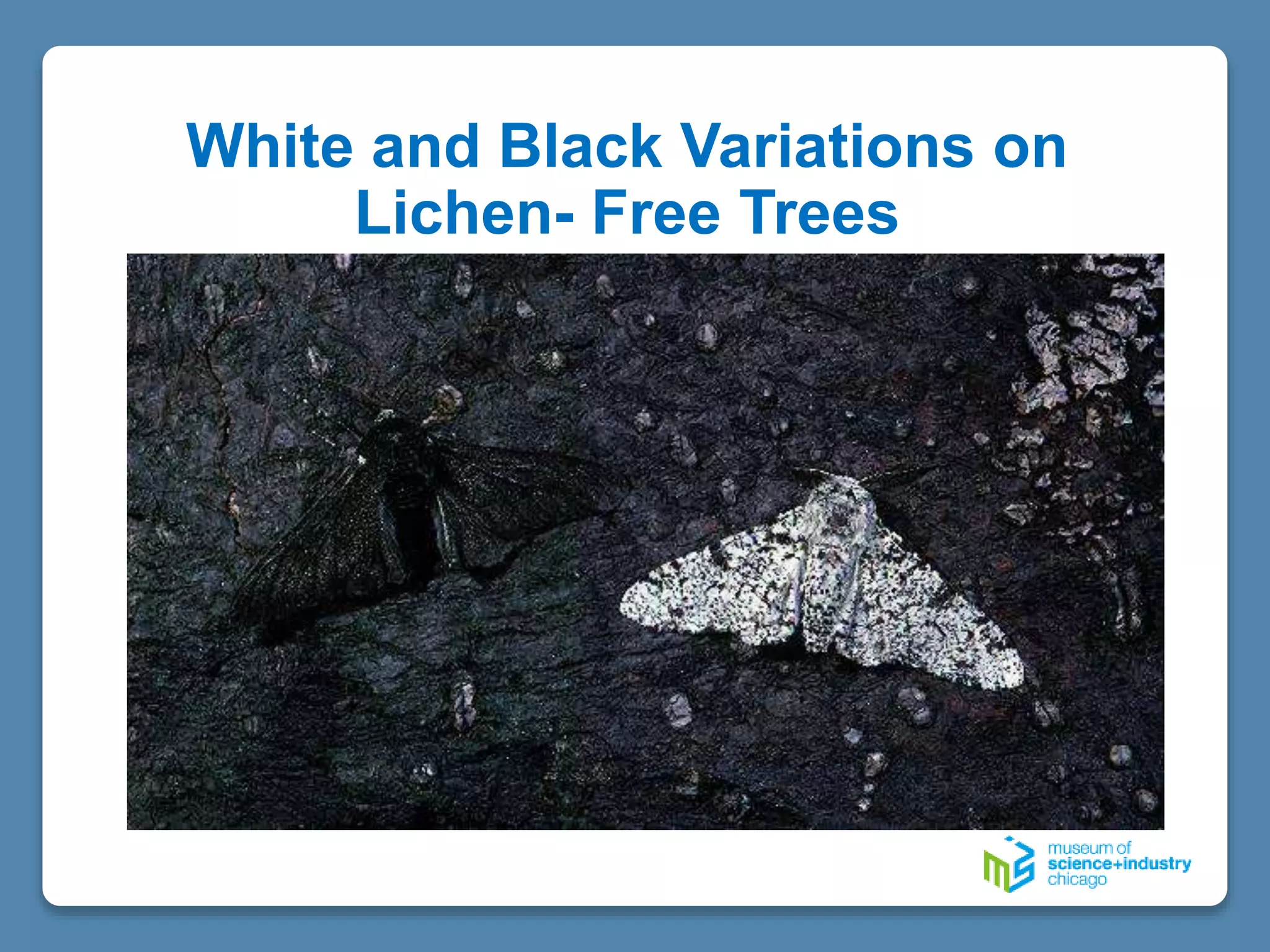 White and Black Variations on
Lichen- Free Trees
 