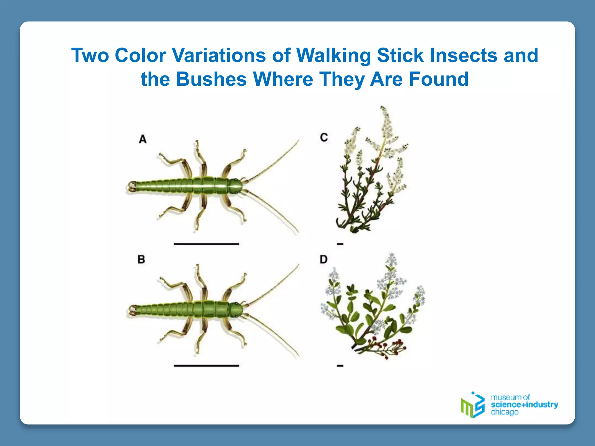 Two Color Variations of Walking Stick Insects and
the Bushes Where They Are Found
 
