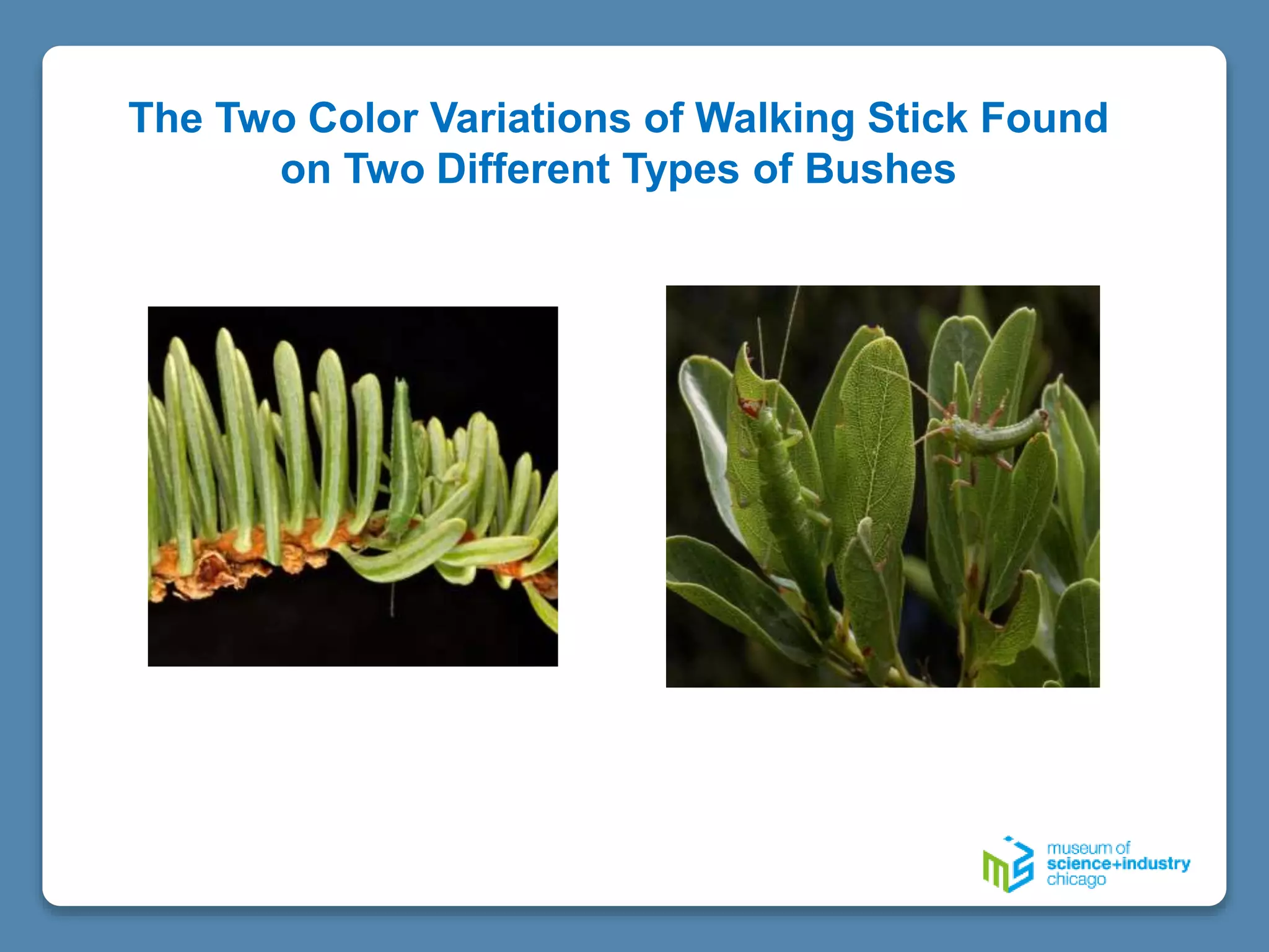 The Two Color Variations of Walking Stick Found
on Two Different Types of Bushes
 