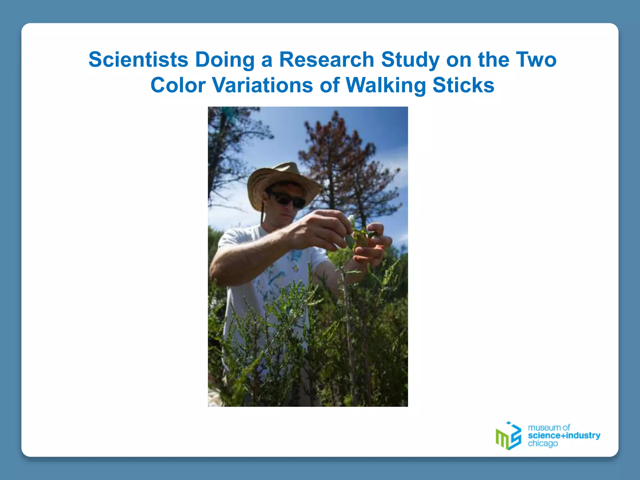 Scientists Doing a Research Study on the Two
Color Variations of Walking Sticks
 