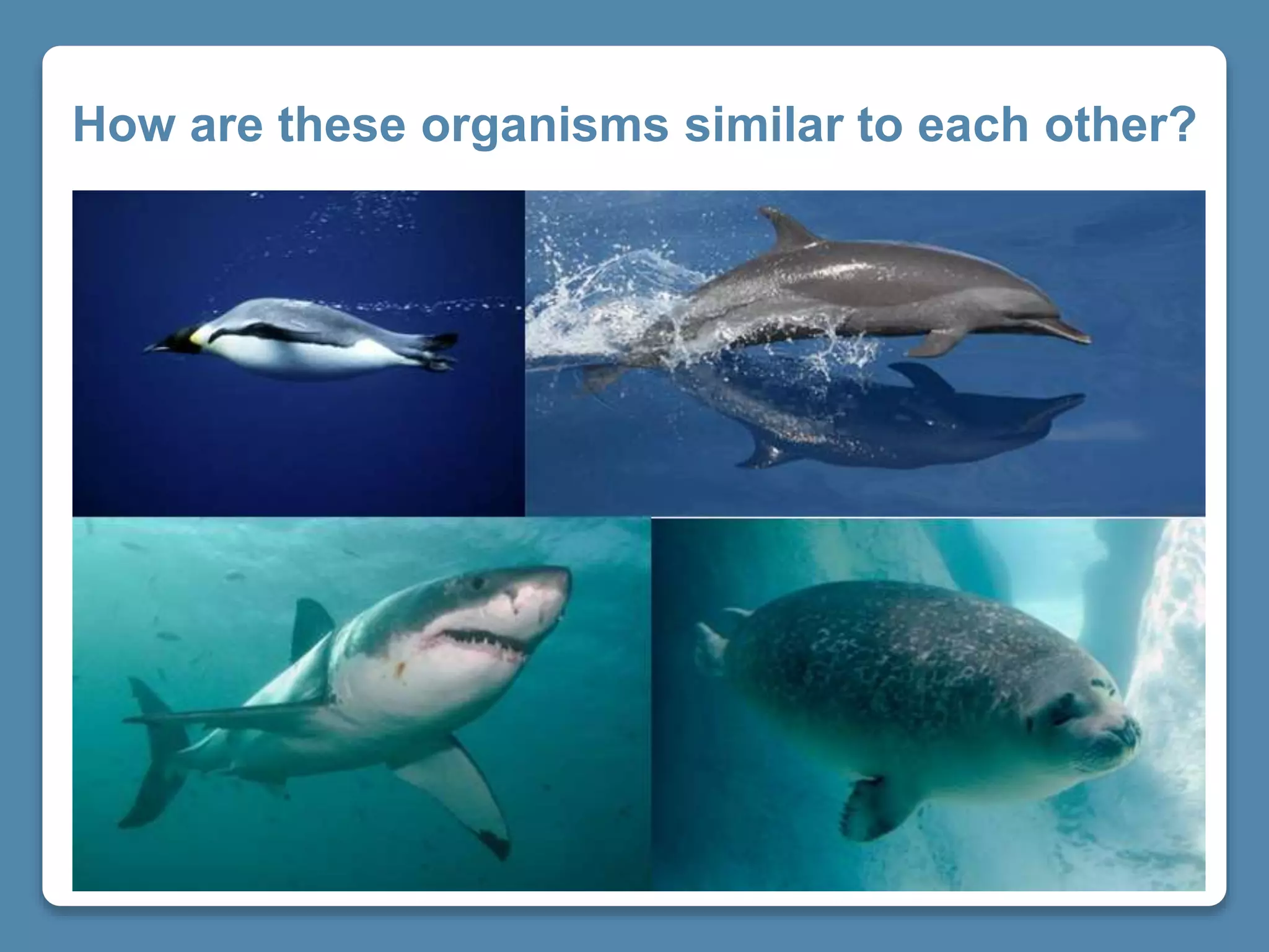 How are these organisms similar to each other?
 