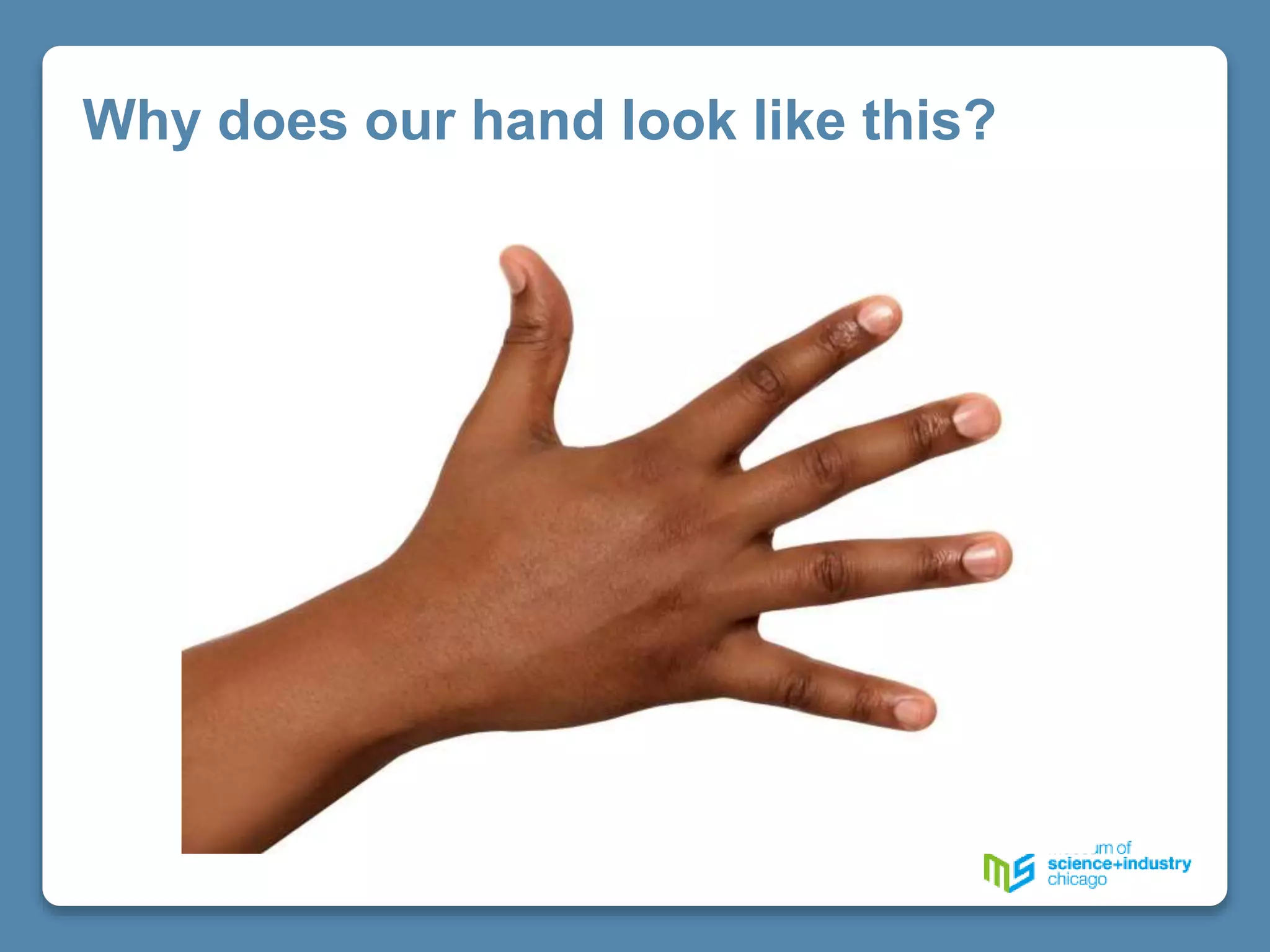 Why does our hand look like this?
 