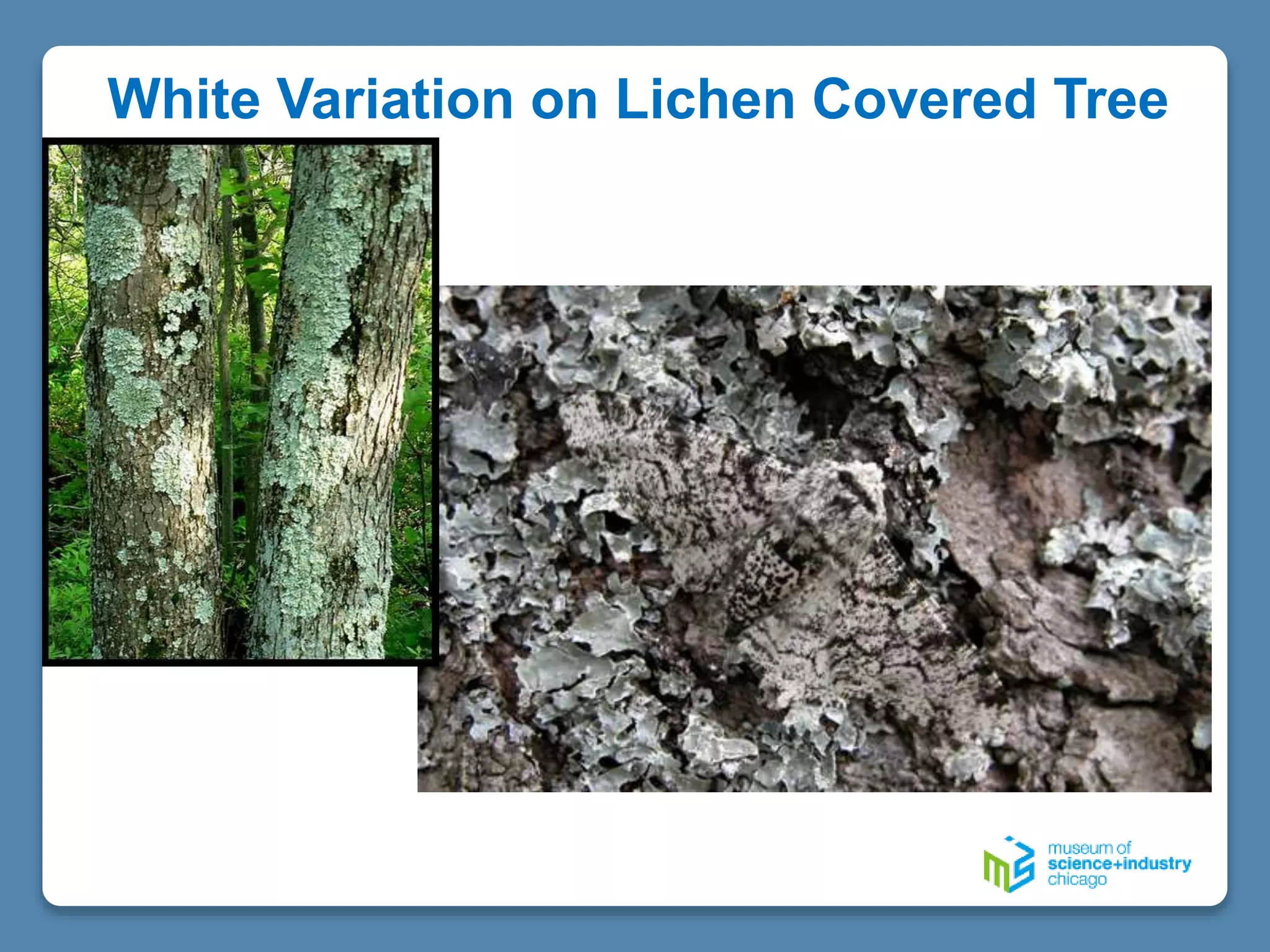 White Variation on Lichen Covered Tree
 