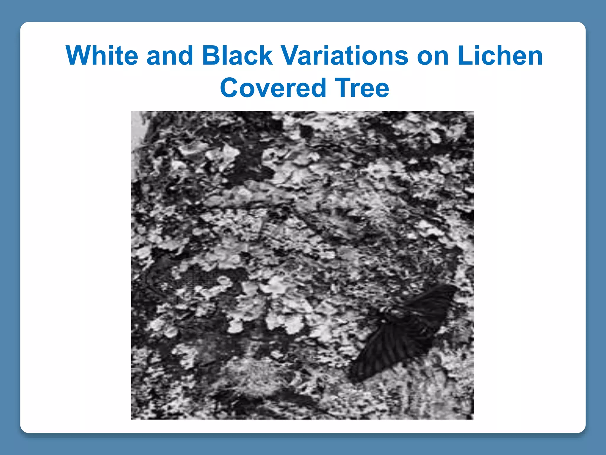White and Black Variations on Lichen
Covered Tree
 