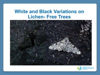 White and Black Variations on
Lichen- Free Trees
 
