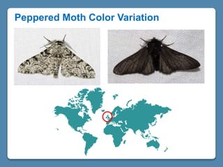 Peppered Moth Color Variation
 