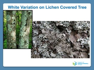 White Variation on Lichen Covered Tree
 
