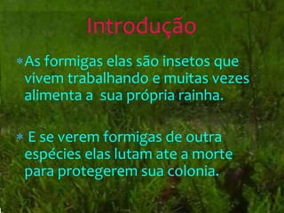 As formigas elas são insetos que
vivem trabalhando e muitas vezes
alimenta a sua própria rainha.
 E se verem formigas de outra
espécies elas lutam ate a morte
para protegerem sua colonia.
Introdução
 