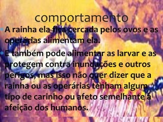A rainha ela fica cercada pelos ovos e as
operárias alimentam ela.
E também pode alimentar as larvar e as
protegem contra inundações e outros
perigos, mas isso não quer dizer que a
rainha ou as operárias tenham algum
tipo de carinho ou afeto semelhante à
afeição dos humanos.
comportamento
 