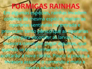 Em algumas espécies, rainhas invadem
colônias da mesma espécie, matam as
operárias sentinelas na entrada e
provocam tanto pânico que as operárias
correm para esconder as larvas. Mas a
invasora consegue pegar algumas, que
quando se transformarem em operárias,
aceitarão a nova rainha. Pouco a pouco, a
invasora assume o comando e mata a
FORMIGAS RAINHAS
 