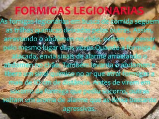 As fomigas-legionárias em busca de comida seguem
as trilhas químicas deixadas pelas outras. Assim,
arrastando o abdômen no chão, evitam de passar
pelo mesmo lugar duas vezes.Quando a formiga é
atacada, envia sinais de alarme arrastando o
abdomen no chão. Também levanta o abdomen e
libera um sinal químico no ar que atrai formigas a
mais de lO cm de distância. Antes de virem em
socorro da formiga que pediu socorro, outras
soltam um aroma de alarme que as deixa bastante
agressivas.
FORMIGAS LEGIONARIAS
 
