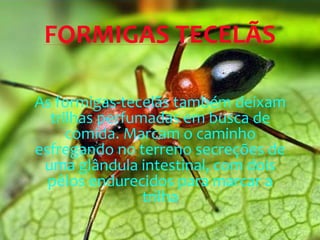 As formigas-tecelãs também deixam
trilhas perfumadas em busca de
comida. Marcam o caminho
esfregando no terreno secreções de
uma glândula intestinal, com dois
pêlos endurecidos para marcar a
trilha
FORMIGAS TECELÃS
 