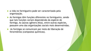  a vida no formigueiro pode ser caracterizada pela
organização.
 As formigas têm funções diferentes no formigueiro, sendo
que tais funções variam dependendo da espécie de
formiga. As saúvas (gênero Atta), entre outras espécies,
possuem uma das organizações sociais mais desenvolvidas.
 As formigas se comunicam por meio de liberação de
ferormônios (compostos químicos).
 