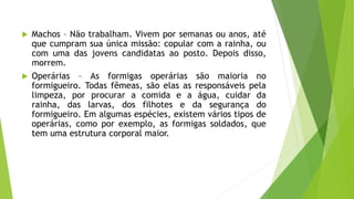  Machos – Não trabalham. Vivem por semanas ou anos, até
que cumpram sua única missão: copular com a rainha, ou
com uma das jovens candidatas ao posto. Depois disso,
morrem.
 Operárias – As formigas operárias são maioria no
formigueiro. Todas fêmeas, são elas as responsáveis pela
limpeza, por procurar a comida e a água, cuidar da
rainha, das larvas, dos filhotes e da segurança do
formigueiro. Em algumas espécies, existem vários tipos de
operárias, como por exemplo, as formigas soldados, que
tem uma estrutura corporal maior.
 