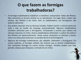 O que fazem as formigas
trabalhadoras?
• As formigas trabalhadoras trabalham e trabalham, arduamente. Todas são fêmeas.
Mas raramente se tornam rainhas ou se reproduzem. Em lugar disso, cuidam das
rainhas, dos filhotes e do ninho. Sem as trabalhadoras, um formigueiro não
poderia sobreviver.
• Elas podem executar uma ou diversas funções. Podem manter o mesmo posto por
toda a vida ou mudar de emprego ocasionalmente. Algumas trabalhadoras
recolhem alimentos para o formigueiro. Armazenam a comida que colhem em
câmaras especiais no ninho. Outras trabalhadoras alimentam e cuidam da rainha e
dos filhotes em desenvolvimento. Ainda outras constroem as câmaras e túneis.
Usam sua saliva para endurecer as paredes de terra do formigueiro.
• Algumas das formigas trabalhadoras são soldados. Defendem o formigueiro. Em
muitas espécies, as formigas soldado são maiores que as demais trabalhadoras.
Elas combatem formigas ou outros insetos inimigos. Também podem usar suas
grandes cabeças para bloquear a entrada de um ninho.
 