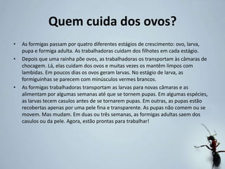 Quem cuida dos ovos?
• As formigas passam por quatro diferentes estágios de crescimento: ovo, larva,
pupa e formiga adulta. As trabalhadoras cuidam dos filhotes em cada estágio.
• Depois que uma rainha põe ovos, as trabalhadoras os transportam às câmaras de
chocagem. Lá, elas cuidam dos ovos e muitas vezes os mantêm limpos com
lambidas. Em poucos dias os ovos geram larvas. No estágio de larva, as
formiguinhas se parecem com minúsculos vermes brancos.
• As formigas trabalhadoras transportam as larvas para novas câmaras e as
alimentam por algumas semanas até que se tornem pupas. Em algumas espécies,
as larvas tecem casulos antes de se tornarem pupas. Em outras, as pupas estão
recobertas apenas por uma pele fina e transparente. As pupas não comem ou se
movem. Mas mudam. Em duas ou três semanas, as formigas adultas saem dos
casulos ou da pele. Agora, estão prontas para trabalhar!
 