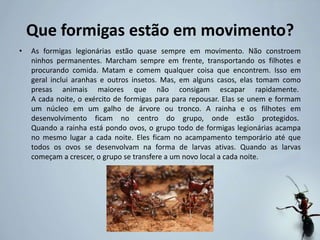 Que formigas estão em movimento?
• As formigas legionárias estão quase sempre em movimento. Não constroem
ninhos permanentes. Marcham sempre em frente, transportando os filhotes e
procurando comida. Matam e comem qualquer coisa que encontrem. Isso em
geral inclui aranhas e outros insetos. Mas, em alguns casos, elas tomam como
presas animais maiores que não consigam escapar rapidamente.
A cada noite, o exército de formigas para para repousar. Elas se unem e formam
um núcleo em um galho de árvore ou tronco. A rainha e os filhotes em
desenvolvimento ficam no centro do grupo, onde estão protegidos.
Quando a rainha está pondo ovos, o grupo todo de formigas legionárias acampa
no mesmo lugar a cada noite. Eles ficam no acampamento temporário até que
todos os ovos se desenvolvam na forma de larvas ativas. Quando as larvas
começam a crescer, o grupo se transfere a um novo local a cada noite.
 