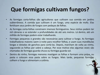 Que formigas cultivam fungos?
• As formigas corta-folhas são agricultoras que cultivam sua comida em jardins
subterrâneos. A comida que cultivam é um fungo, uma espécie de mofo. Elas
fertilizam seus jardins de fungos com pedaços de folhas.
• As formigas corta-folhas constroem imensos formigueiros. Seus ninhos podem ter
mil câmaras e se estender a profundidades de até seis metros. Lá dentro, até um
milhão de formigas podem estar trabalhando.
• Formigas pequenas e grandes são necessárias para cultivar o fungo. As formigas
trabalhadoras maiores saem à noite para recolher folhas, e usam suas mandíbulas
longas e dotadas de ganchos para cortá-las. Depois, marcham de volta ao ninho,
segurando as folhas por sobre a cabeça. Por esse motivo elas algumas vezes são
chamadas de formigas guarda-chuva ou formigas guarda-sol.
• Dentro do ninho, formigas menores mastigam as folhas e formam uma polpa, ou
pasta e colocam essa pasta sobre os fungos. Mais tarde, pequenas formigas
colhem o fungo e alimentam a colônia.
 
