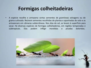 Formigas colheitadeiras
• A espécie recolhe e armazena certas sementes de gramíneas selvagens ou de
grama cultivada. Reúnem sementes recolhidas de plantas e apanhadas do solo e as
armazenam em câmaras subterrâneas. Nos dias de sol, as levam à superfície para
secar. Há diversas espécies de formigas colheitadeiras, em regiões temperadas e
subtropicais. Elas podem infligir mordidas e picadas doloridas.
 