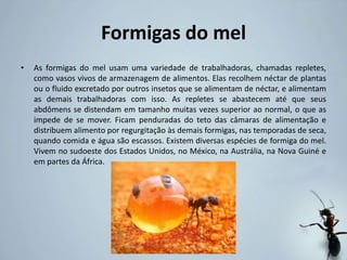Formigas do mel
• As formigas do mel usam uma variedade de trabalhadoras, chamadas repletes,
como vasos vivos de armazenagem de alimentos. Elas recolhem néctar de plantas
ou o fluido excretado por outros insetos que se alimentam de néctar, e alimentam
as demais trabalhadoras com isso. As repletes se abastecem até que seus
abdômens se distendam em tamanho muitas vezes superior ao normal, o que as
impede de se mover. Ficam penduradas do teto das câmaras de alimentação e
distribuem alimento por regurgitação às demais formigas, nas temporadas de seca,
quando comida e água são escassos. Existem diversas espécies de formiga do mel.
Vivem no sudoeste dos Estados Unidos, no México, na Austrália, na Nova Guiné e
em partes da África.
 