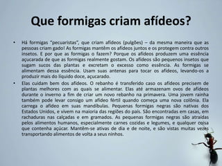 Que formigas criam afídeos?
• Há formigas “pecuaristas”, que criam afídeos (pulgões) – da mesma maneira que as
pessoas criam gado! As formigas mantêm os afídeos juntos e os protegem contra outros
insetos. E por que as formigas o fazem? Porque os afídeos produzem uma essência
açucarada de que as formigas realmente gostam. Os afídeos são pequenos insetos que
sugam sucos das plantas e excretam o excesso como essência. As formigas se
alimentam dessa essência. Usam suas antenas para tocar os afídeos, levando-os a
produzir mais do líquido doce, açucarado.
• Elas cuidam bem dos afídeos. O rebanho é transferido caso os afídeos precisem de
plantas melhores com as quais se alimentar. Elas até armazenam ovos de afídeos
durante o inverno a fim de criar um novo rebanho na primavera. Uma jovem rainha
também pode levar consigo um afídeo fértil quando começa uma nova colônia. Ela
carrega o afídeo em suas mandíbulas. Pequenas formigas negras são nativas dos
Estados Unidos, e vivem na maioria das regiões do país. São encontradas em casas, em
rachaduras nas calçadas e em gramados. As pequenas formigas negras são atraídas
pelos alimentos humanos, especialmente carnes cozidas e legumes, e qualquer coisa
que contenha açúcar. Mantêm-se ativas de dia e de noite, e são vistas muitas vezes
transportando alimentos de volta a seus ninhos.
 
